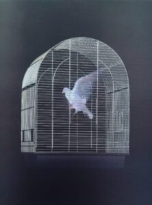 digital dove