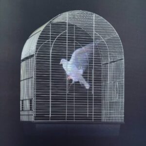 digital dove