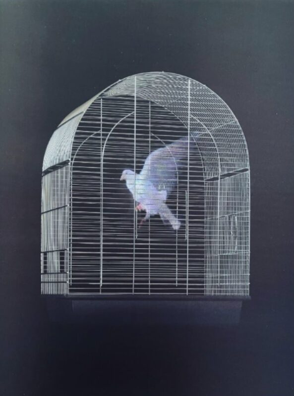 digital dove