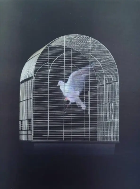 digital dove